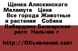 Щенки Аляскинского Маламута › Цена ­ 10 000 - Все города Животные и растения » Собаки   . Кабардино-Балкарская респ.,Нальчик г.
